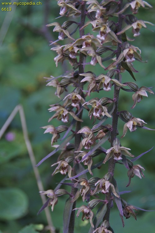 Epipactis purpurata - 