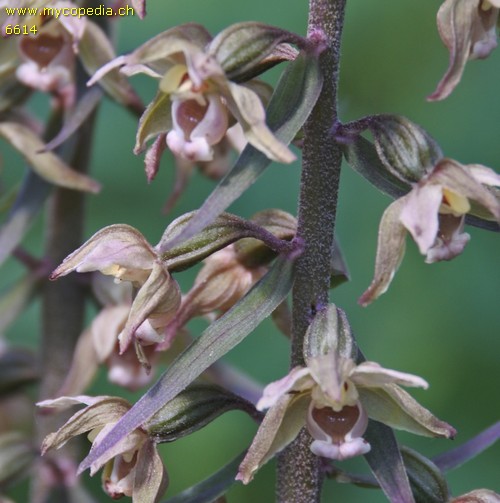 Epipactis purpurata - 