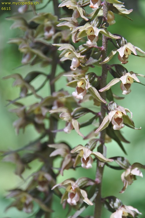 Epipactis purpurata - 