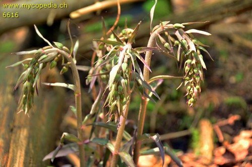 Epipactis purpurata - 