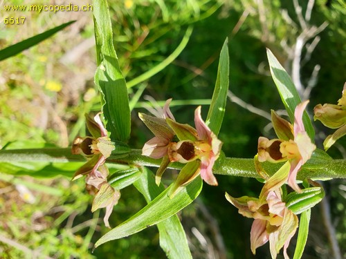 Epipactis helleborine - 