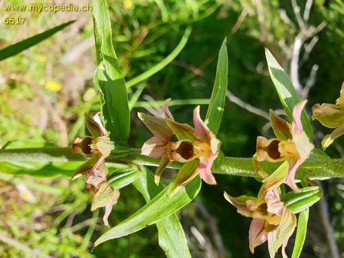 Epipactis helleborine - 