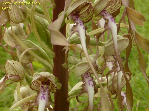 Hymantoglossum hircinum - 