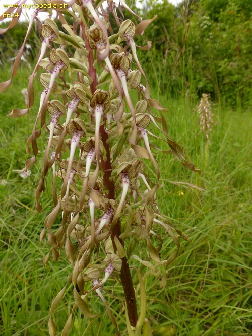 Hymantoglossum hircinum - 