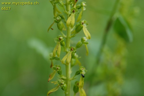 Listera ovata - 