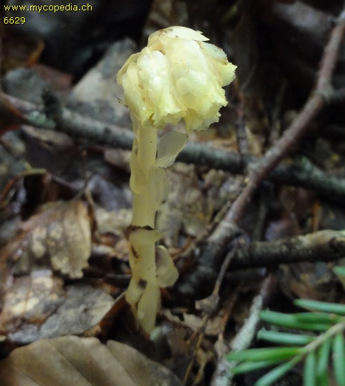 Monotropa hypopitys - 