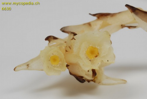 Monotropa hypopitys - 