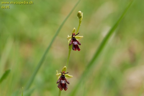 Ophris insectifera - 
