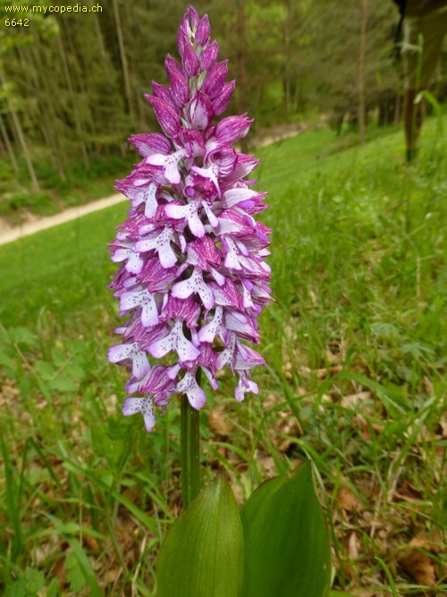 Orchis purpurea spp. purpurea - 