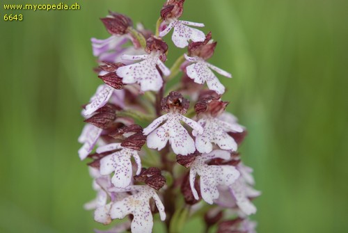 Orchis purpurea spp. purpurea - 