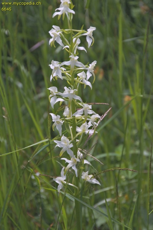 Platanthera chlorantha - 