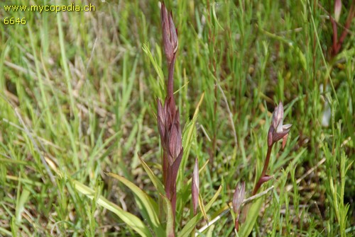 Serapias - 