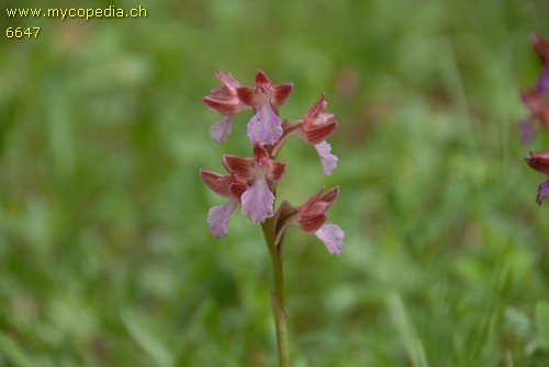 Orchis papilionacea - 