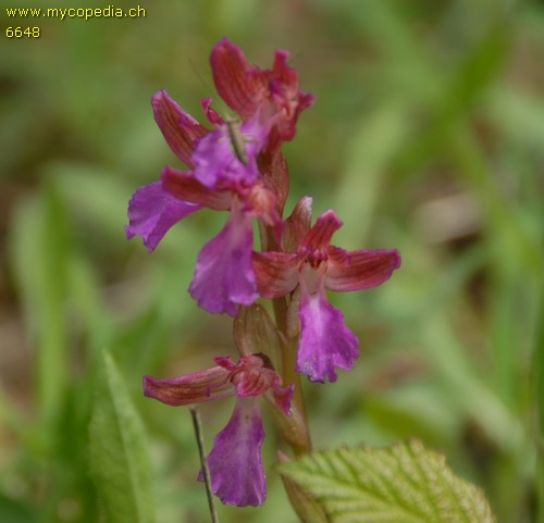 Orchis papilionacea - 