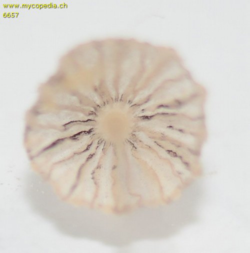 Coprinopsis stercorea - 