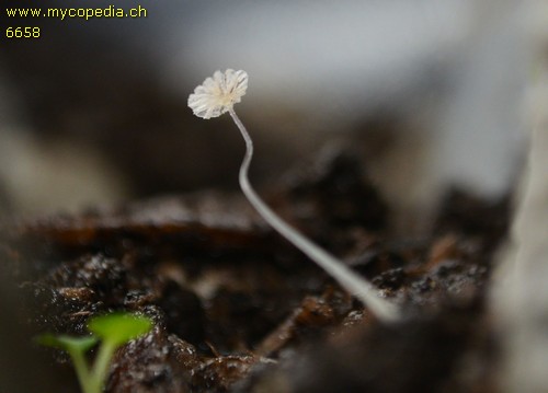 Coprinopsis stercorea - 