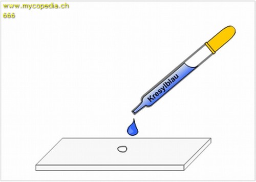 Metachromasie - 