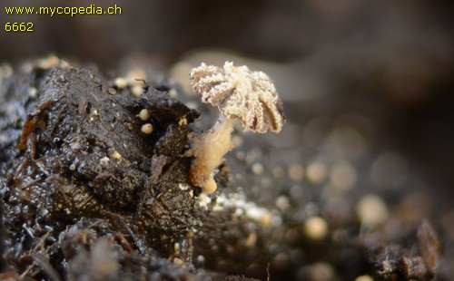 Coprinopsis stercorea - 