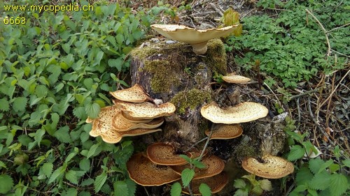 Polyporus squamosus - 