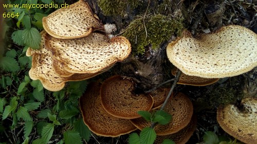 Polyporus squamosus - 