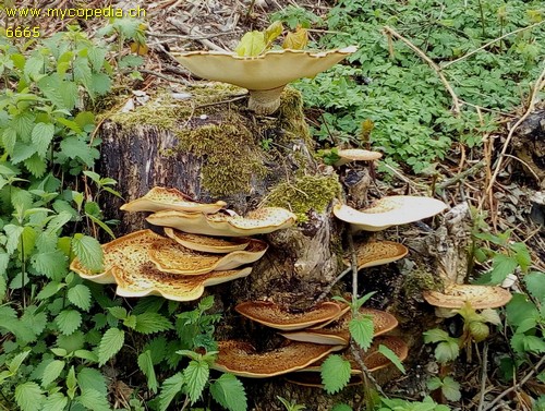 Polyporus squamosus - 