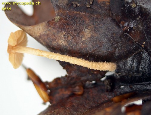 Flammulaster carpophilus - 