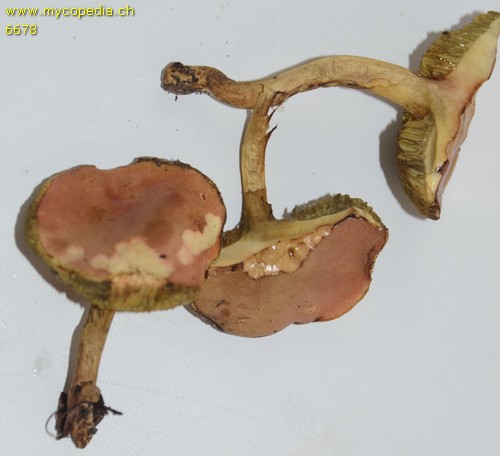 Hortiboletus rubellus - 