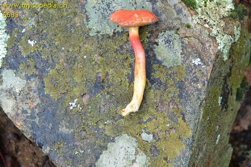 Hortiboletus rubellus - 