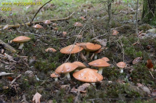 Suillus granulatus - 