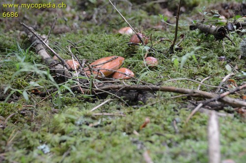 Suillus granulatus - 