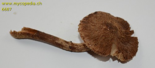 Inocybe lanuginosa f. lanuginosa - 