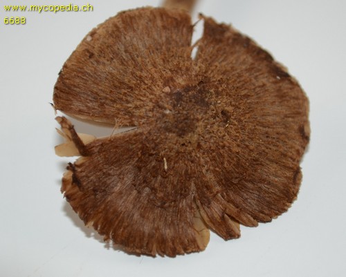 Inocybe lanuginosa f. lanuginosa - 