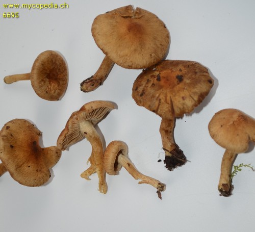 Inocybe dulcamara - 