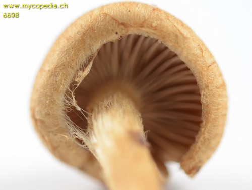 Inocybe dulcamara - 