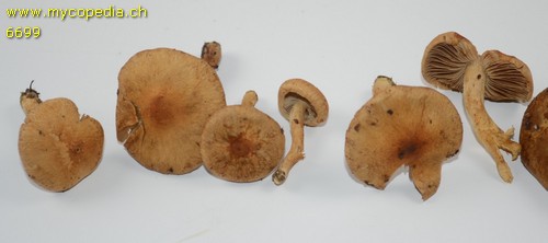 Inocybe dulcamara - 