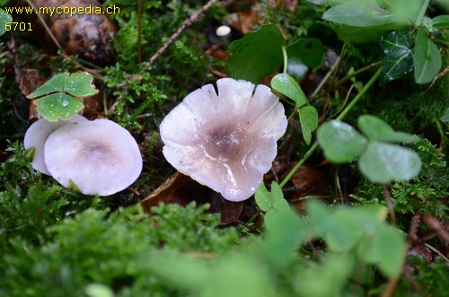 Calocybe ionides - 