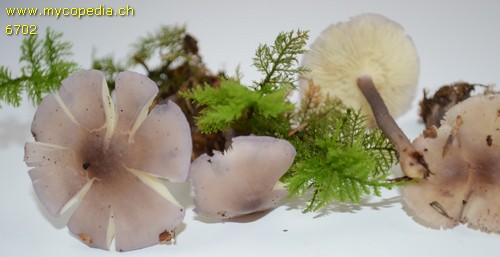 Calocybe ionides - 