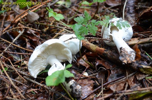 Leucoagaricus leucothites - 