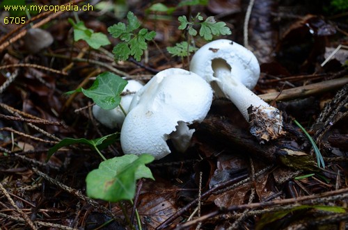 Leucoagaricus leucothites - 