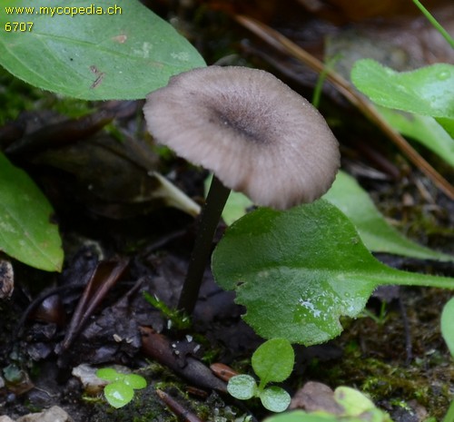 Entoloma exile - 