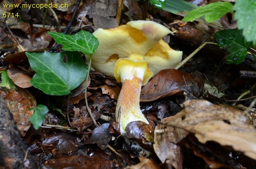 Suillus grevillei - 