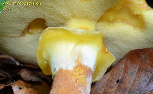 Suillus grevillei - 