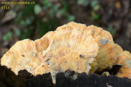 Laetiporus sulphureus - 