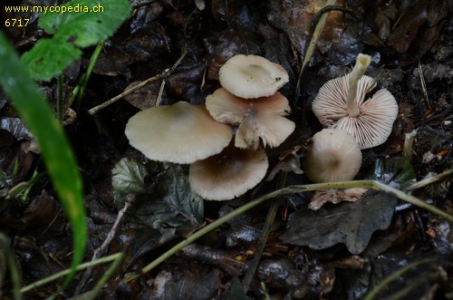 Entoloma rhodopolium f. nidorosum - 