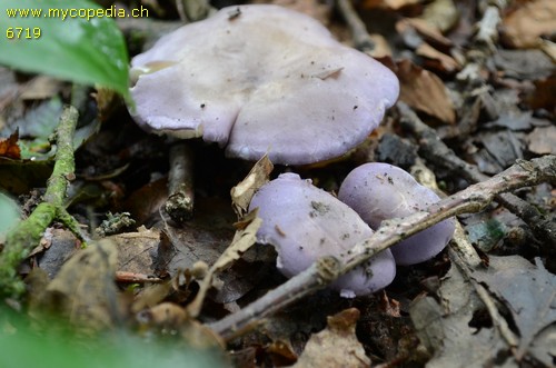 Calocybe ionides - 