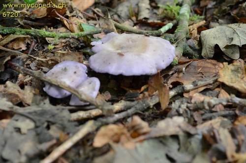 Calocybe ionides - 