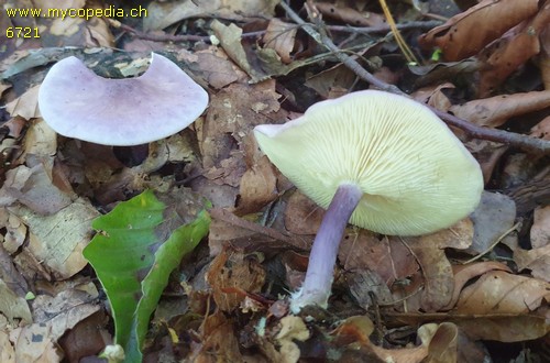 Calocybe ionides - 