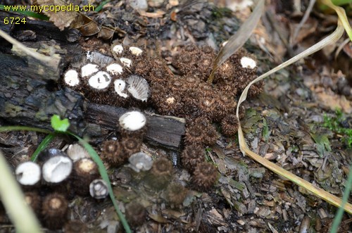 Cyathus striatus - 