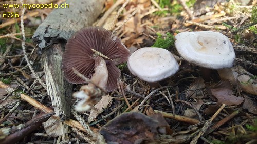 Mycena pelianthina - 