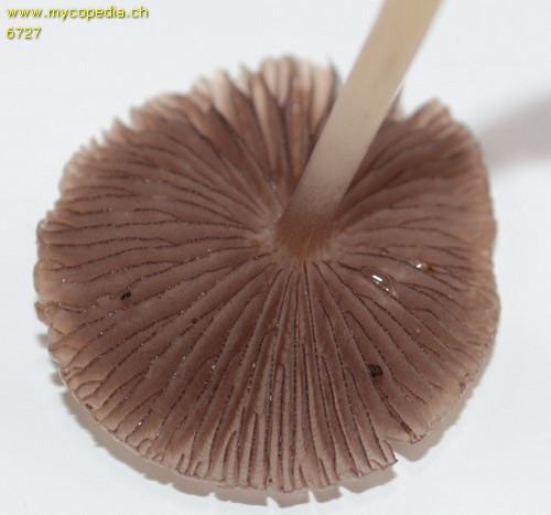 Mycena pelianthina - 